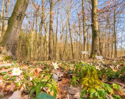 Wood anemone (Anemonoides nemorosa) (syn.: Anemone nemorosa) blooming white between autumn leaves