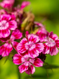 Close-up of pink-white flowers of the sweet william (Dianthus barbatus) against a blurred green