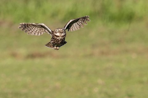Little owl (Athene noctua), flying, Emsland, Lower Saxony, Germany, Europe