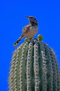 Cactus wren (Campylorhynchus brunneicapillus), adult, on saguaro cactus, Sonoran Desert, Arizona,