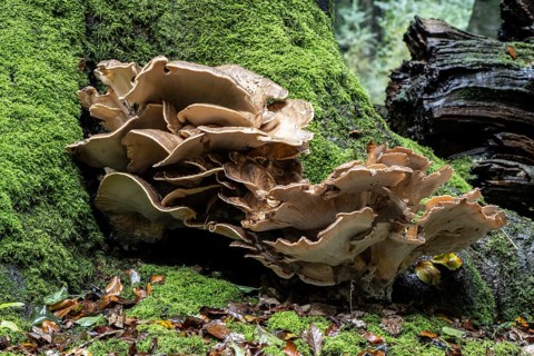 Giant spore (Meripilus giganteus), Emsland, Lower Saxony, Germany, Europe