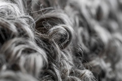 Black and white curly lambskin, close-up, Gotland sheep, Gotland Island, Sweden, Europe
