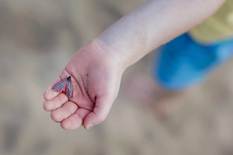 Blood bear butterfly on the hand of a child, North Sea island of Borkum, 18.05.2024