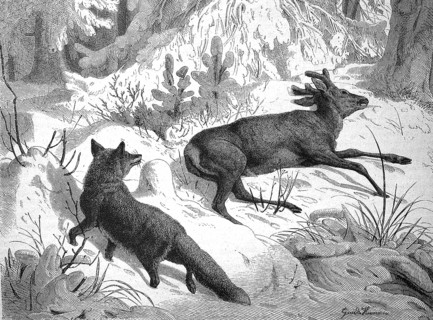 Fox sneaking up on a dead roebuck in winter, looking for food, illustration from 1880, historical,