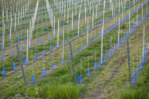 Vineyard, newly planted and cultivated, mulching, organic, Rems Valley, Baden-Württemberg, Germany,