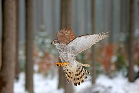 Goshawk (Accipiter gentilis), adult in winter, in the snow, flying, landing on a wait, Zdarske
