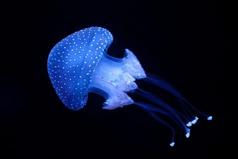 Bioluminescent Jellyfish Phyllorhiza punctata white-spotted jellyfish aka floating bell, Australian