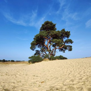 Pine tree in the De Pollen dune landscape, De Hoge Veluwe National Park, Otterlo, province of