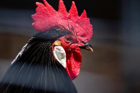 Close-up of a cockerel