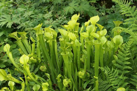 Yellow pitcherplant (Sarracenia flava) carnivorous plant, Vogelpark Walsrode, Lower Saxony,