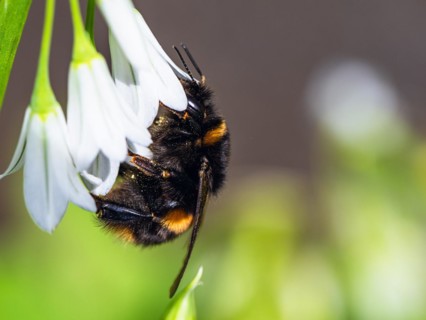 Bumblebee on Three-Cornered Leek, Snowbell, Allium triquetrum in forest at spring time