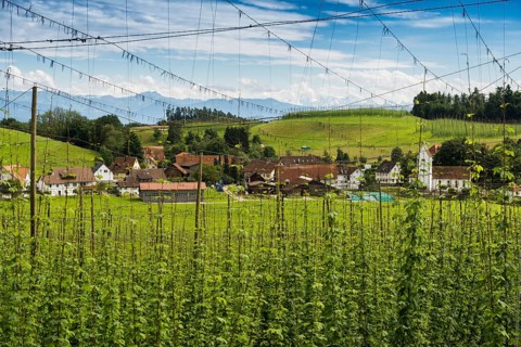 Village and hop gardens, hop growing, hop plantation, Neukirch, near Tettnang, behind the Swiss