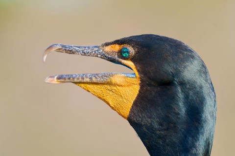 Double-crested cormorant (Phalacrocorax auritus), portrait, in spring, Wakodahatchee Wetlands,