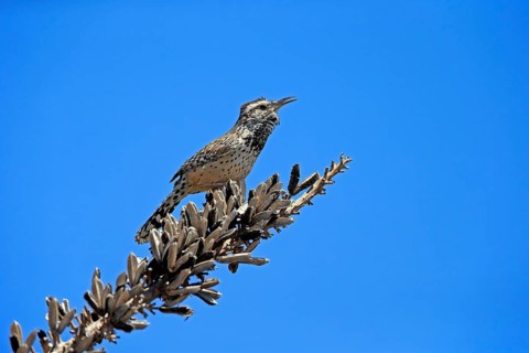 Cactus wren (Campylorhynchus brunneicapillus), adult, on wait, singing, Sonoran Desert, Arizona,