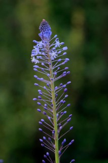 Merwilla (Merwilla), asparagus plant (Asparagaceae), flowering, flower, in spring, Kirstenbosch