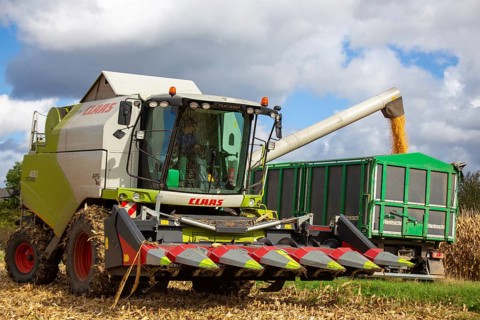 Maize harvest in the Vorderpfalz