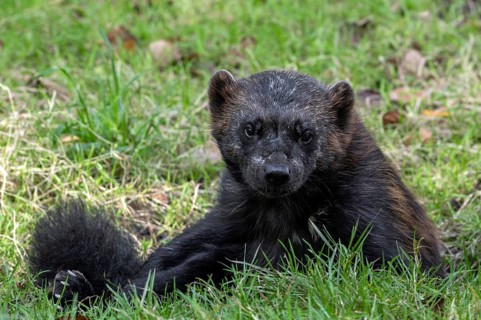 Wolverine, glutton, carcajou (Gulo gulo) resting in grassland, native to Scandinavia, western