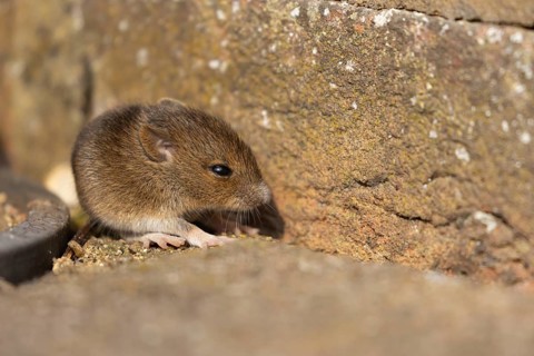 Brown rat (Rattus norvegicus) juvenile baby rodent animal by a building brick wall, England, United