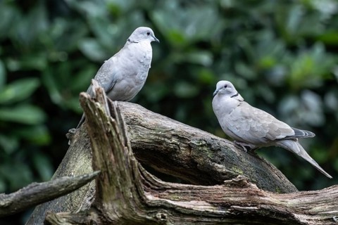 Eurasian collared doves (Streptopelia decaocto), Emsland, Lower Saxony, Germany, Europe