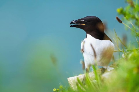 Razorbill, Alca Torda, birds on cliffs, Bempton Cliffs, North Yorkshire, England, United Kingdom,