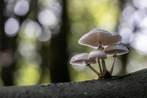 Ringed beech slime moulds (Oudemansiella mucida), Emsland, Lower Saxony, Germany, Europe