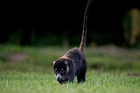 White-tailed coati (Nasua narica), adult, tail in the air, in a meadow, Sirena, Corcovado National
