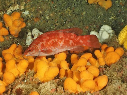 An orange-coloured fish, Ballan wrasse (Labrus bergylta), swims among yellow soft corals on the