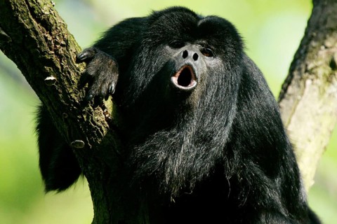 Black howler (Alouatta caraya), male, roaring Black howler monkey