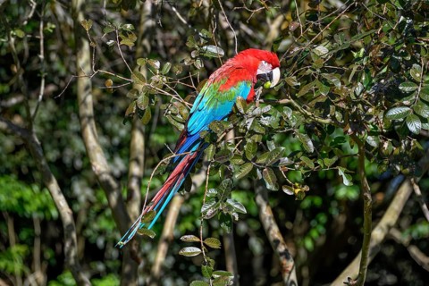 Red-and-green macaw (Ara chloroptera) eats, Cambyretá, Esteros del Iberá, Corrientes Province,