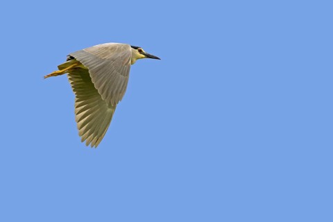 Black-crowned night heron (Nycticorax nycticorax), black-capped night heron adult in flight against