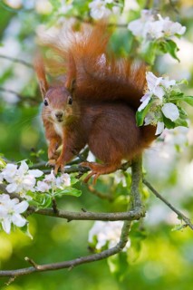 Eurasian red squirrel (Sciurus vulgaris), in apple tree, Lower Saxony, Germany, Europe