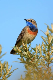 Bluethroat (Luscinia svecica), Texel, Netherlands