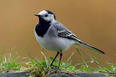 White wagtail (Motacilla alba), Germany, Europe