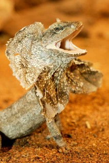 Frill-necked lizard (Chlamydosaurus kingii), threatening gesture