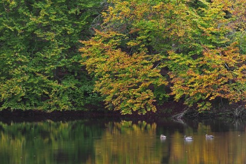 Beech trees showing autumn colours and mallards swimming in pond in the Söderåsen National Park,