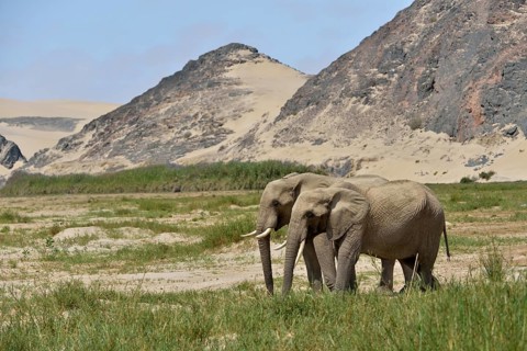 Desert elephant or African elephants (Loxodonta africana), dry riverbed of Hoarusib, Skeleton Coast