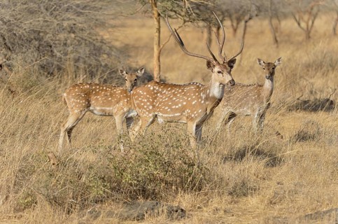 Chital, Cheetal or Axis Deer (Axis axis), Gir Forest National Park, Gir Sanctuary, Gujarat, India,