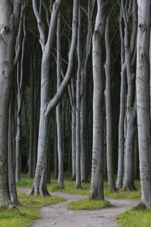 Beech trees, shaped by strong sea winds, at Ghost Wood, Gespensterwald along the Baltic Sea beach