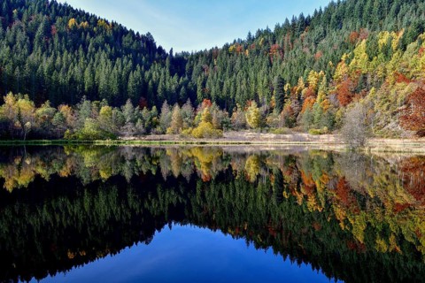 Trees reflected in the Sankenbachsee, Karsee, autumn, near Baiersbronn, Freudenstadt district,