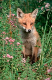 Red fox (Vulpes vulpes), young animal, Hesse, Germany, Europe