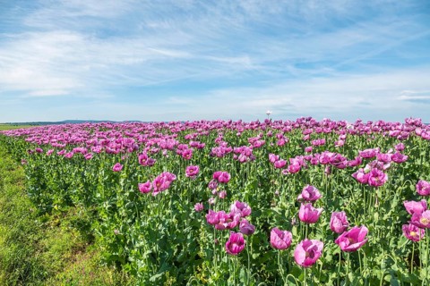 Opium poppy (Papaver somniferum), cultivation of edible poppy, poppy field, Donnersbergkreis,