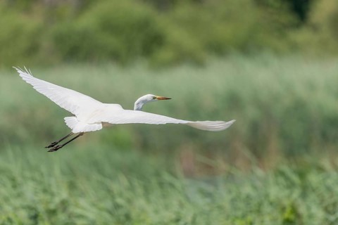 Short-eared owl (Ardea alba) in flight over a marshland. Bas Rhin, Alsace, France, Europe