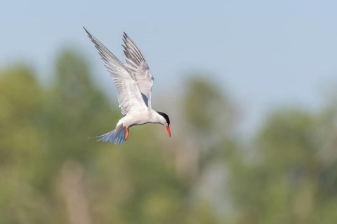 Common tern (Sterna hirundo) hovering over a marsh. Bas Rhin, Alsace, France, Europe