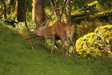 Red deer (Cervus elaphus) stag working on a branch lying on the ground during the rut, Allgäu,