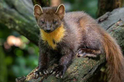 European pine marten (Martes martes) on tree trunk in forest showing big paws with semi-retractable