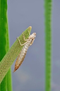 Oberlausitzer Heide- und Teichlandschaft, June, empty larval case of a dragonflySaxony, Germany,
