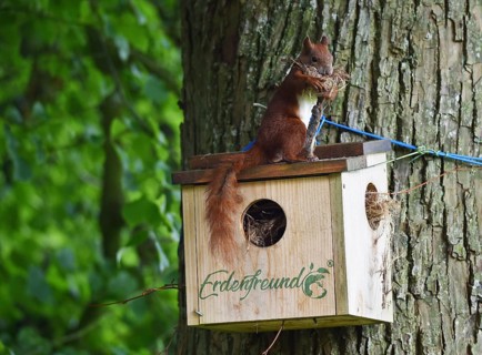 Squirrel (Sciurus) fetches nesting material from a nesting hole on a lime tree