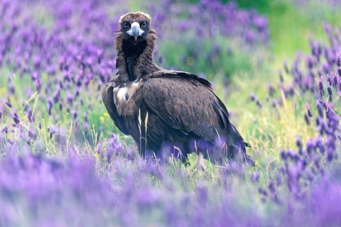 Cinereous vulture (Aegypius monachus) at Luderplatz, Castilla y Leon, Spain, Europe