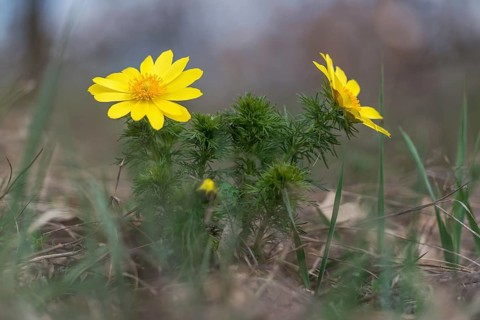 Pheasant's eye, spring pheasant's eye, yellow pheasant's eye or false hellebore (Adonis vernalis),