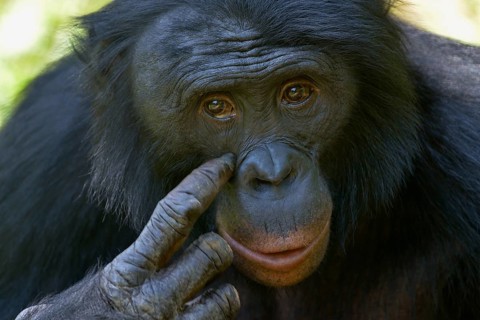 Bonobo (Pan paniscus), portrait, Lola ya Bonobo Sanctuary, Kimwenza, Mont Ngafula, Kinshasa,